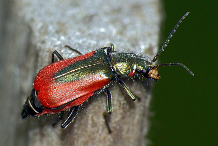 Malachius aeneus | НАСЕКОМЫЕ УРАЛА