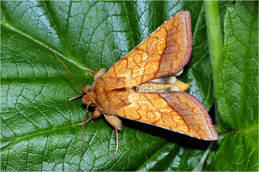Pyrrhia umbra | НАСЕКОМЫЕ УРАЛА
